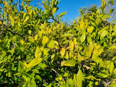Požutjela stabla mandarina