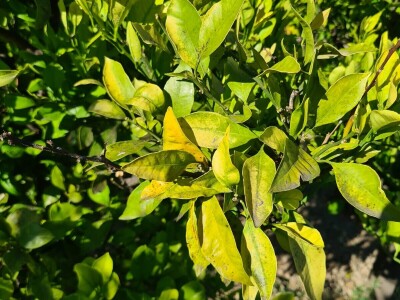 Požutjela stabla mandarina