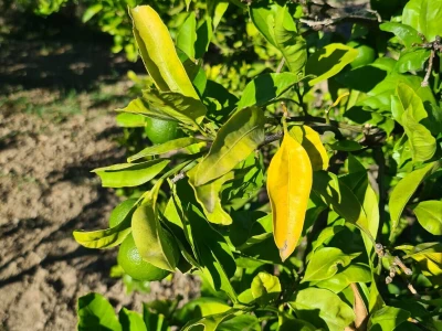 Požutjela stabla mandarina