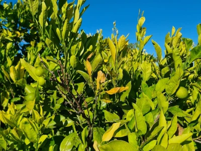 Požutjela stabla mandarina