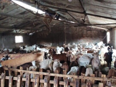 PPG "Viraj Rafael" iz Drinovaca u općini Grude