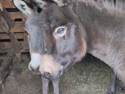 PPG "Viraj Rafael" iz Drinovaca u općini Grude