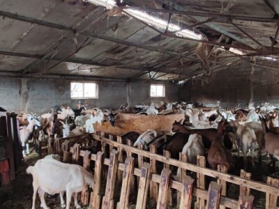 PPG "Viraj Rafael" iz Drinovaca u općini Grude