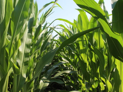 PPK Valpovo Ivan Brkić