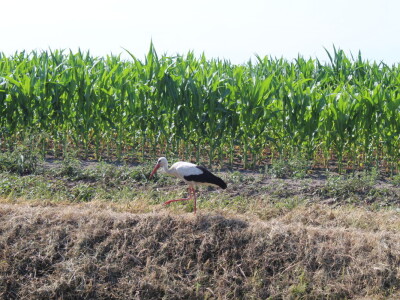PPK Valpovo Ivan Brkić