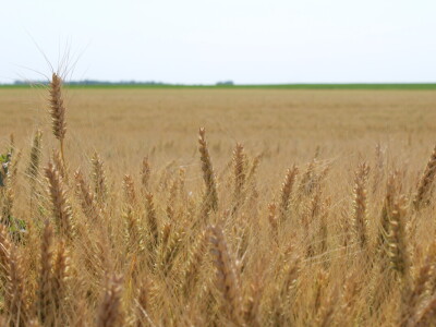 PPK Valpovo Ivan Brkić