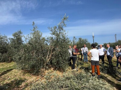 U Birkićevom Gaju i polikonična vaza kumovala obilatom urodu maslina