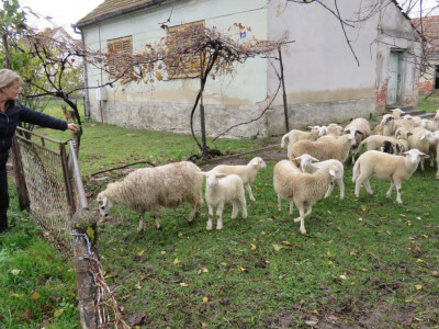 Lidija brine o tri stada ovaca