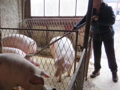 Smanjili broj krmača