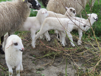 Janjiće prodaju na kućnom pragu