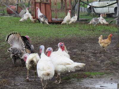 Za vlastite potrebe uzgajaju i perad