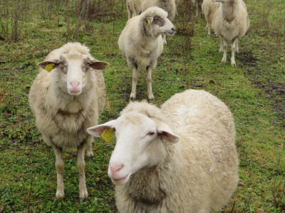 Ovce slovenke i pramenke