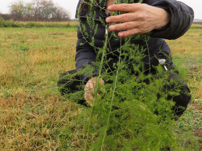 Probna proizvodnja šparoge