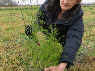 Sljedeće godine očekuju prvi urod šparoge