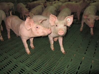 Farma &quot;Holo&quot; u Doroslovu