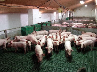 Farma &quot;Holo&quot; u Doroslovu