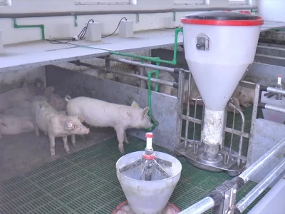 Farma u Poljoprivrednoj školi u Rumi