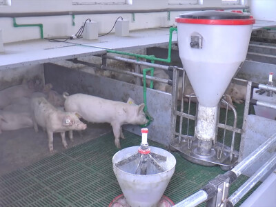 Farma u Poljoprivrednoj školi u Rumi