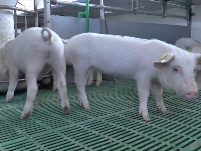 Prasad u školi u Rumi