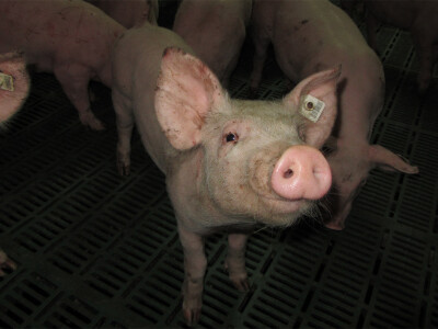 Farma &quot;Holo&quot; u Doroslovu