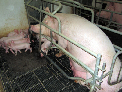 Farma &quot;Holo&quot; u Doroslovu