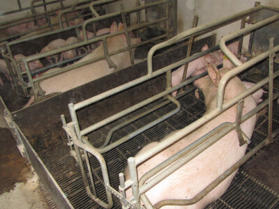 Farma &quot;Holo&quot; u Doroslovu