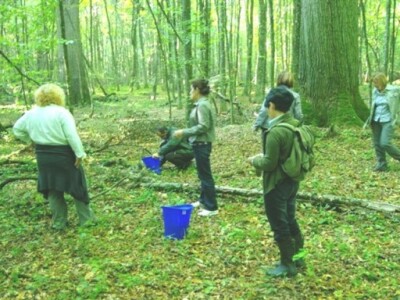 Kupljenje žira ispod najvećeg hrasta Kupljenje žira ispod najvećeg hrasta