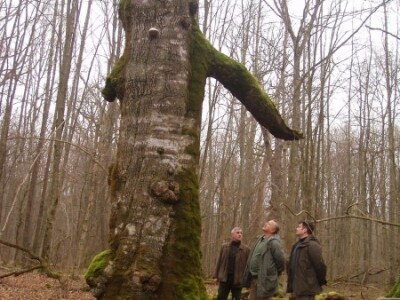 Najstarija bukva na Prašniku Najstarija bukva na Prašniku