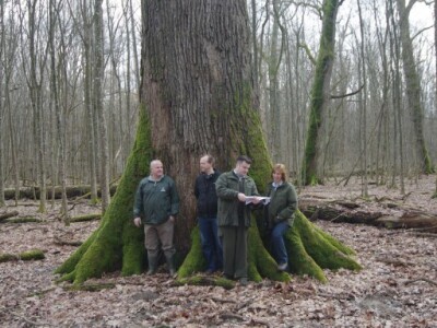 Najstariji hrast lužnjak na Prašniku Najstariji hrast lužnjak na Prašniku