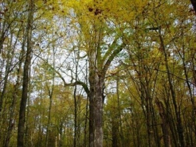 Najviši hrast u Prašniku Najviši hrast u Prašniku