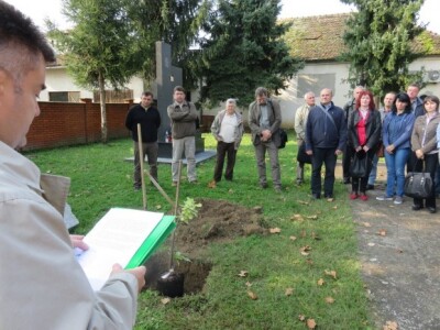 Sadnja klona lužnjaka Sadnja klona lužnjaka