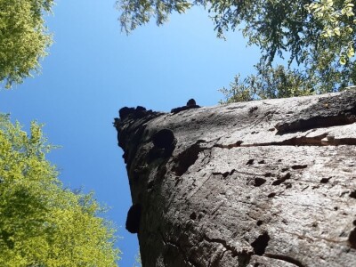 Prašuma u Srbiji - "Danilova kosa"