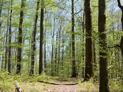 Prašuma u Srbiji - "Danilova kosa"