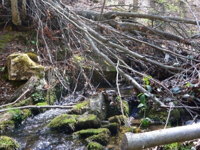 Prašuma u Srbiji - "Danilova kosa"