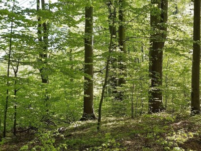 Prašuma u Srbiji - "Danilova kosa"