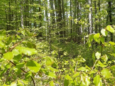 Prašuma u Srbiji - "Danilova kosa"