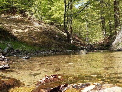 Prašuma u Srbiji - "Danilova kosa"