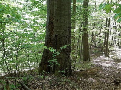 Prašuma u Srbiji - "Danilova kosa"