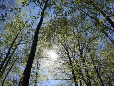 Prašuma u Srbiji - "Danilova kosa"