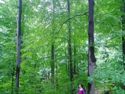 Prašuma u Srbiji - "Danilova kosa"