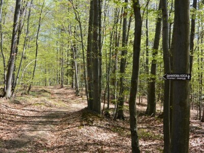 Prašuma u Srbiji - "Danilova kosa"