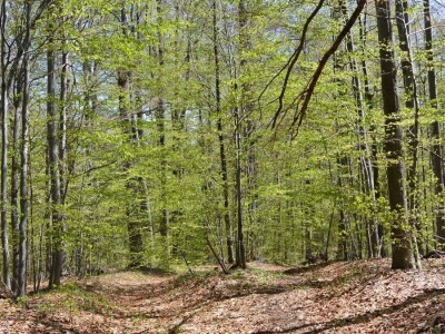 Prašuma u Srbiji - "Danilova kosa"
