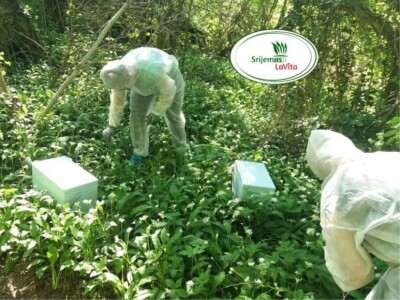 Pravnica Jelena Pušac – Broćilović nakon tinkture proizvela i kapsule od divljeg luka - Čistać krvi iz netaknute prirode Pravnica Jelena Pušac – Broćilović nakon tinkture proizvela i kapsule od divljeg luka - Čistać krvi iz netaknute prirode