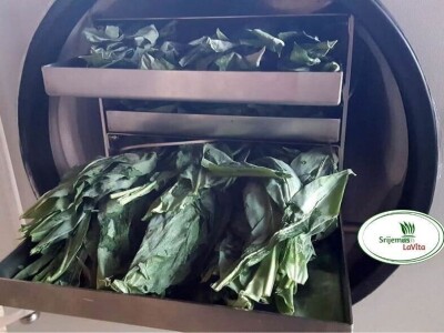 Pravnica Jelena Pušac – Broćilović nakon tinkture proizvela i kapsule od divljeg luka - Čistać krvi iz netaknute prirode Pravnica Jelena Pušac – Broćilović nakon tinkture proizvela i kapsule od divljeg luka - Čistać krvi iz netaknute prirode