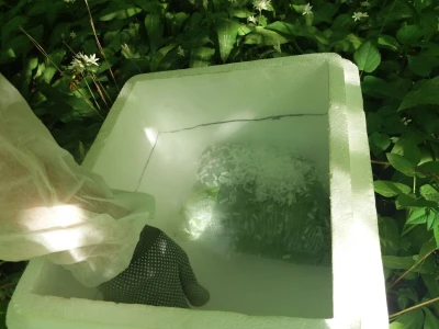Pravnica Jelena Pušac – Broćilović nakon tinkture proizvela i kapsule od divljeg luka - Čistać krvi iz netaknute prirode