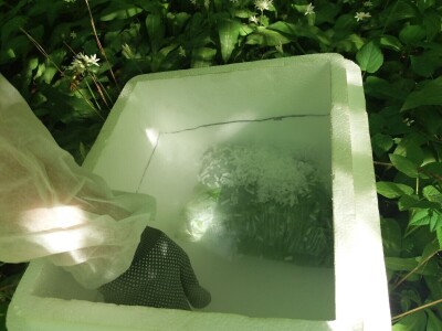 Pravnica Jelena Pušac – Broćilović nakon tinkture proizvela i kapsule od divljeg luka - Čistać krvi iz netaknute prirode Pravnica Jelena Pušac – Broćilović nakon tinkture proizvela i kapsule od divljeg luka - Čistać krvi iz netaknute prirode