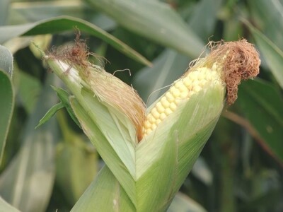 Prazna zrna kukuruza