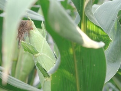 Prazna zrna kukuruza