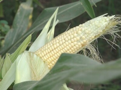 Prazna zrna kukuruza