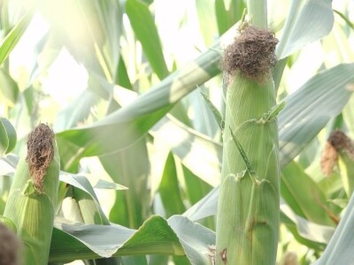 Prazna zrna kukuruza